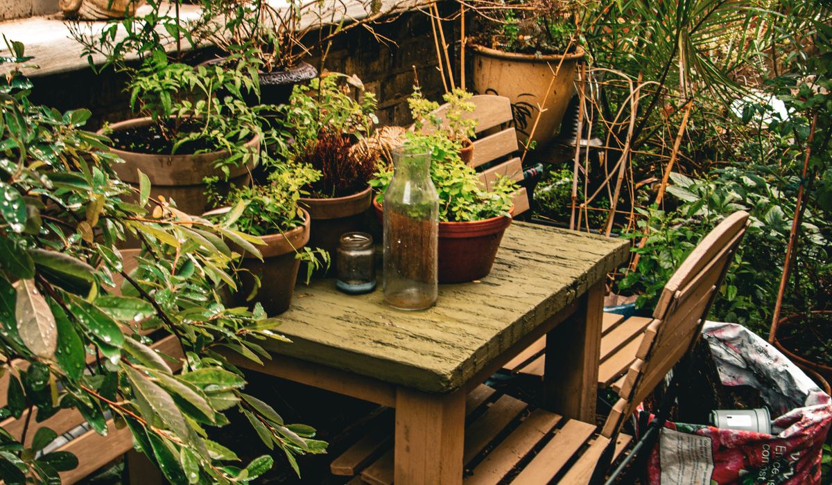 Growing Herbs on a Small Kitchen Windowsill