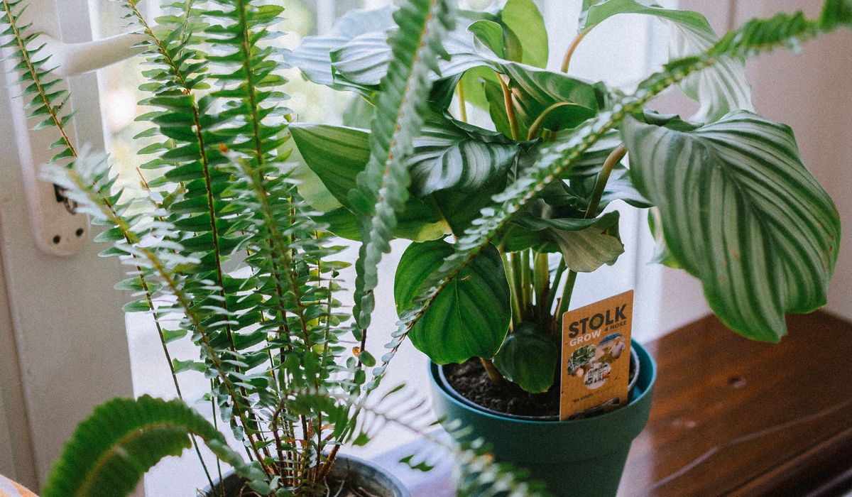 Houseplants That Tolerate Central Heating in Winter