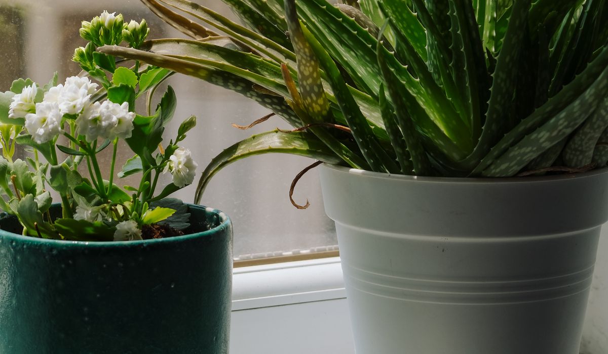 Understanding British Weather for Garden Planning
